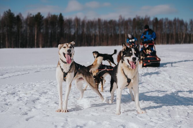 Trail of Tails Step into the Mushing Life in 5KM Husky Safari - The 5 km Mushing Run: How Driving Works on Snow