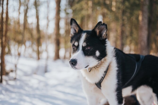 Trail of Tails Step into the Mushing Life in 5KM Husky Safari - Who This Husky Safari Fits Best