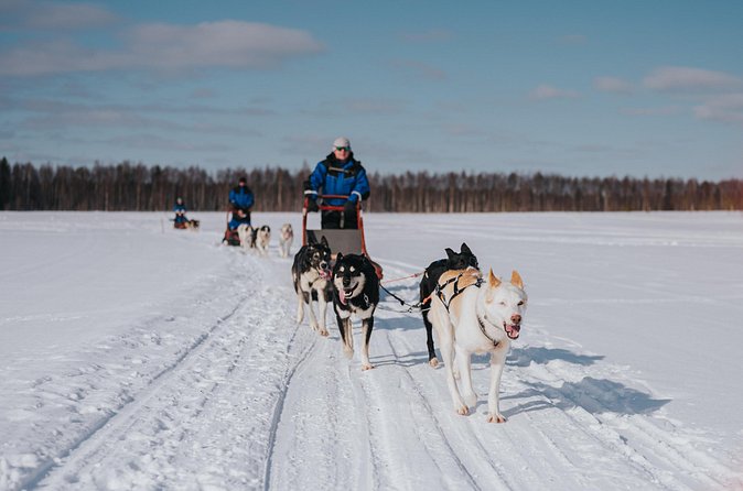 Trail of Tails Step into the Mushing Life in 5KM Husky Safari - Should You Book Trail of Tails with Baba Husky?