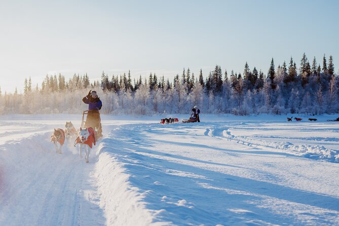 Trail of Tails Step into the Mushing Life in 5KM Husky Safari - After the Run: How the Experience Ends Where It Started
