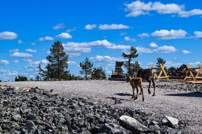 Trip to Pyhä-Luosto National Park and Amethyst Mine - Lampivaara Amethyst Mine: why this one feels different