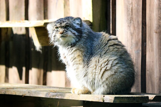 Trip to Ranua Wildlife Park - What animals you are likely to spot, and what can change