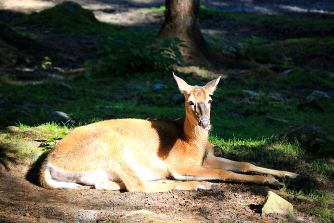 Trip to Ranua Wildlife Park - The 2.5-kilometre walk: pacing, comfort, and winter reality