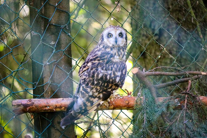 Trip to Ranua Wildlife Park - Lunch at the park: warm food after the spotting work