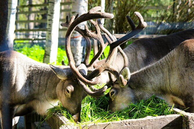 Trip to Ranua Wildlife Park - Guides make the difference: Daniel and Anna as examples