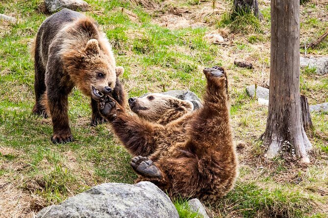 Trip to Ranua Wildlife Park - Transportation and timing: how to plan your day in Rovaniemi