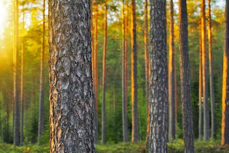 Ultimate Helsinki & Porvoo Tour– Private Car & Local Stories - Brunberg Chocolate Factory Outlet: the stop kids and adults both like
