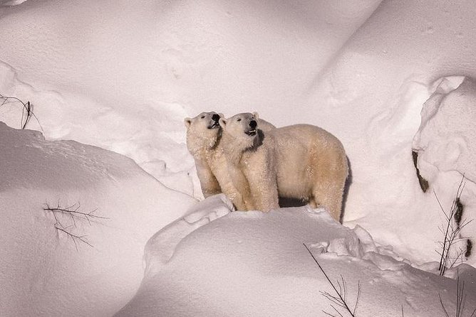 Visit To Ranua Zoo - Why Ranua Zoo feels different in the Arctic