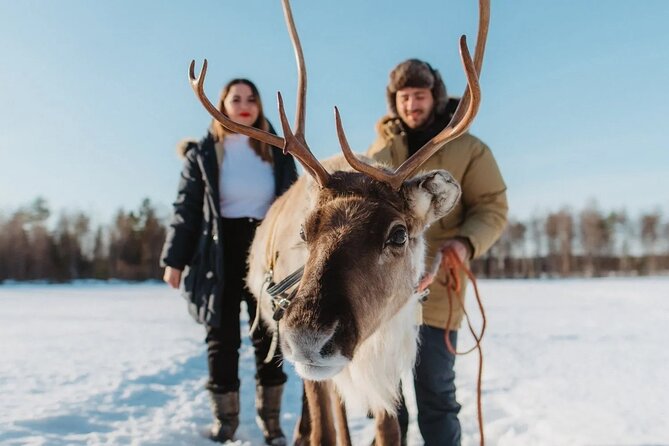 Wild Reindeers Safari + Lunch in Glass Igloo (private service) - Key highlights you can feel in the moment