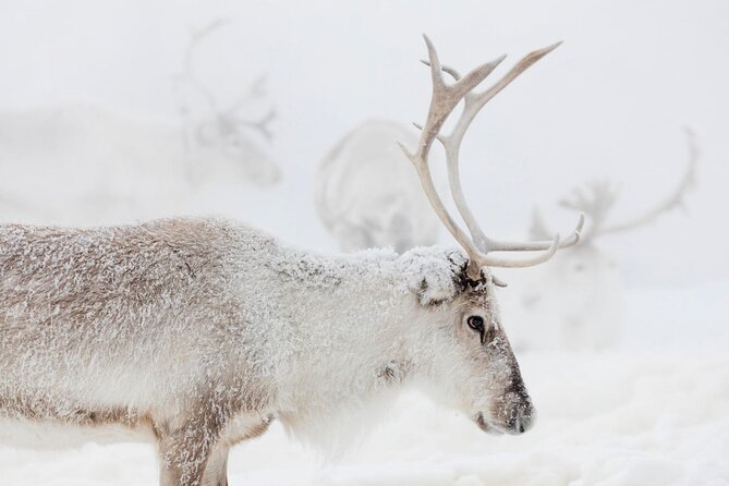 Wild Reindeers Safari + Lunch in Glass Igloo (private service) - Door-to-door comfort in Rovaniemi, not a group-shuffle
