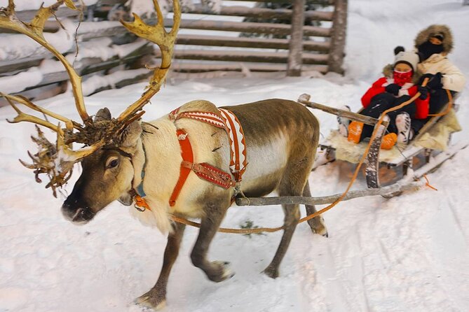 Wild Reindeers Safari + Lunch in Glass Igloo (private service) - Included gear and extras that quietly protect your comfort