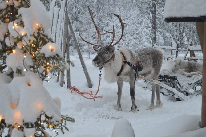 Wild Reindeers Safari + Lunch in Glass Igloo (private service) - Timing, duration, and what a 3-hour day feels like