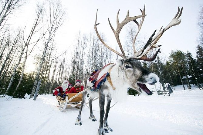 Wild Reindeers Safari + Lunch in Glass Igloo (private service) - Vehicle choices and who can ride what, family-friendly by design