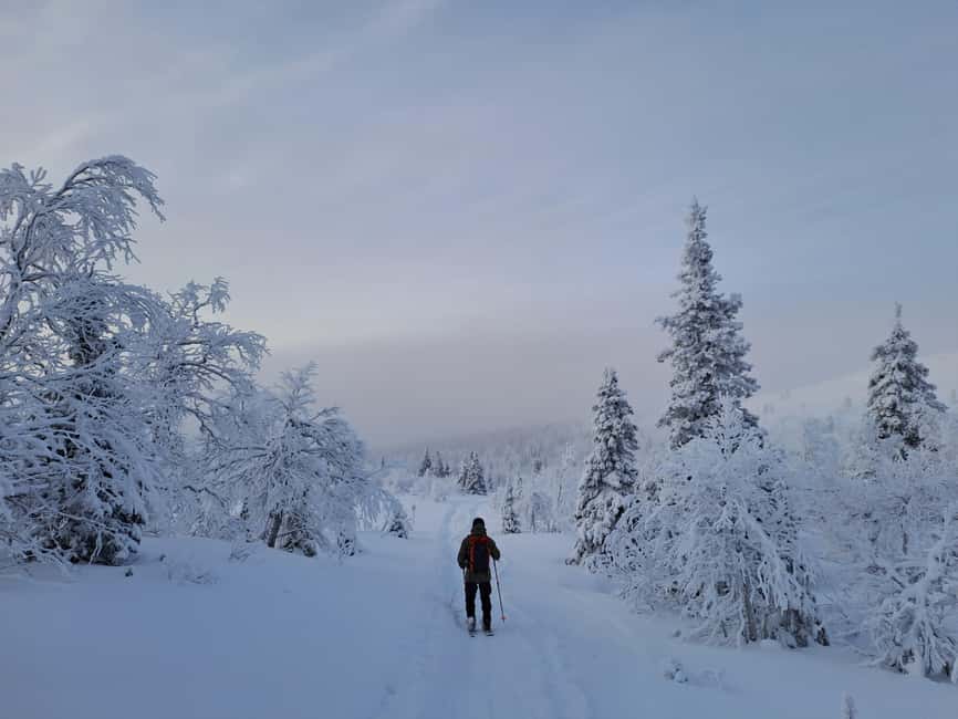 Ylläs: Guided Nordic Skiing Tour in Lapland Wilderness - Why Nordic Skiing in Ylläs Feels More Real Than a Resort Stroll