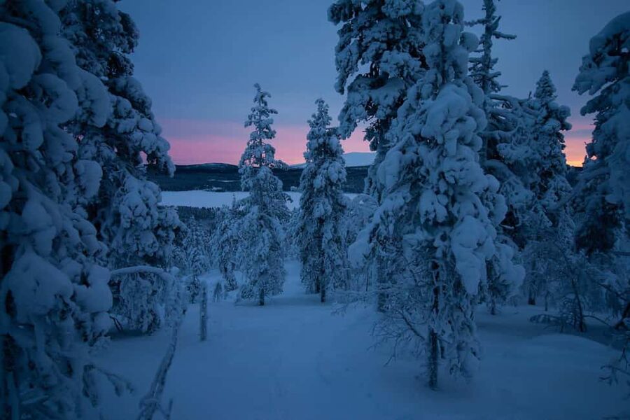 Ylläs: Guided Nordic Skiing Tour in Lapland Wilderness - The Technique Intro That Makes Beginners Confident