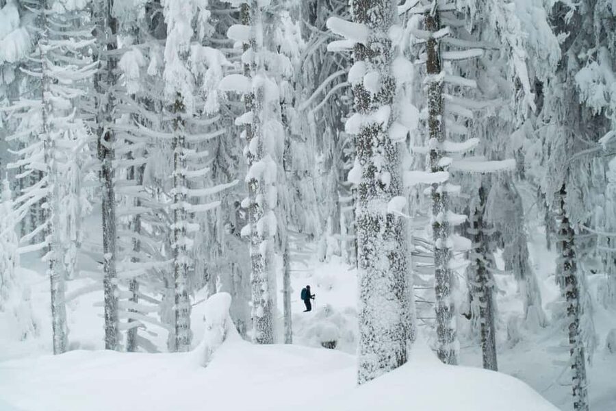 Ylläs: Guided Snowshoeing Adventure to Kesänki Fell - Key highlights worth your time